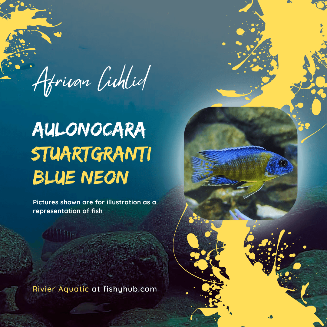 Blue Neon Peacock Cichlid (Aulonocara Stuartgranti Blue Neon)
