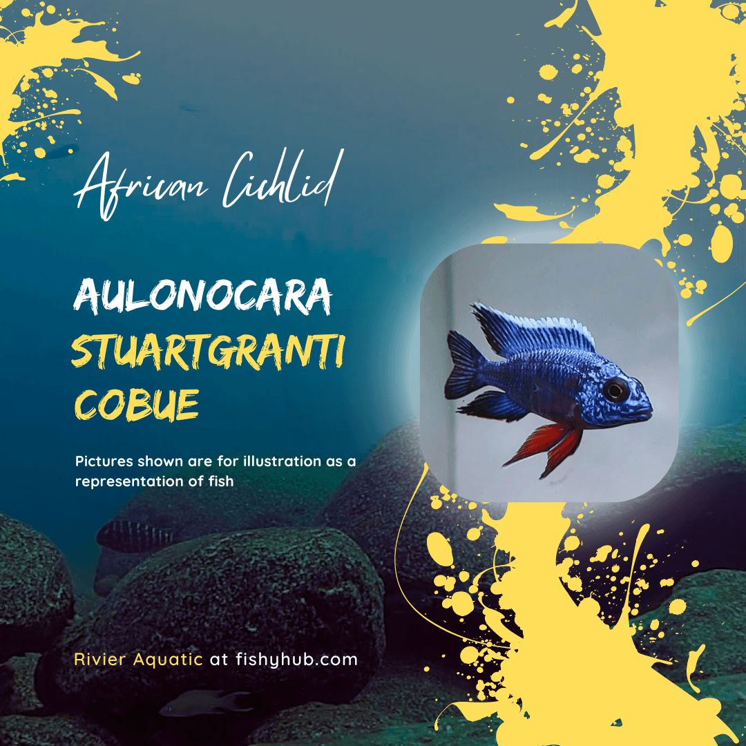 Blue Regal Peacock Cichlid (Aulonocara Stuartgranti Cobue)