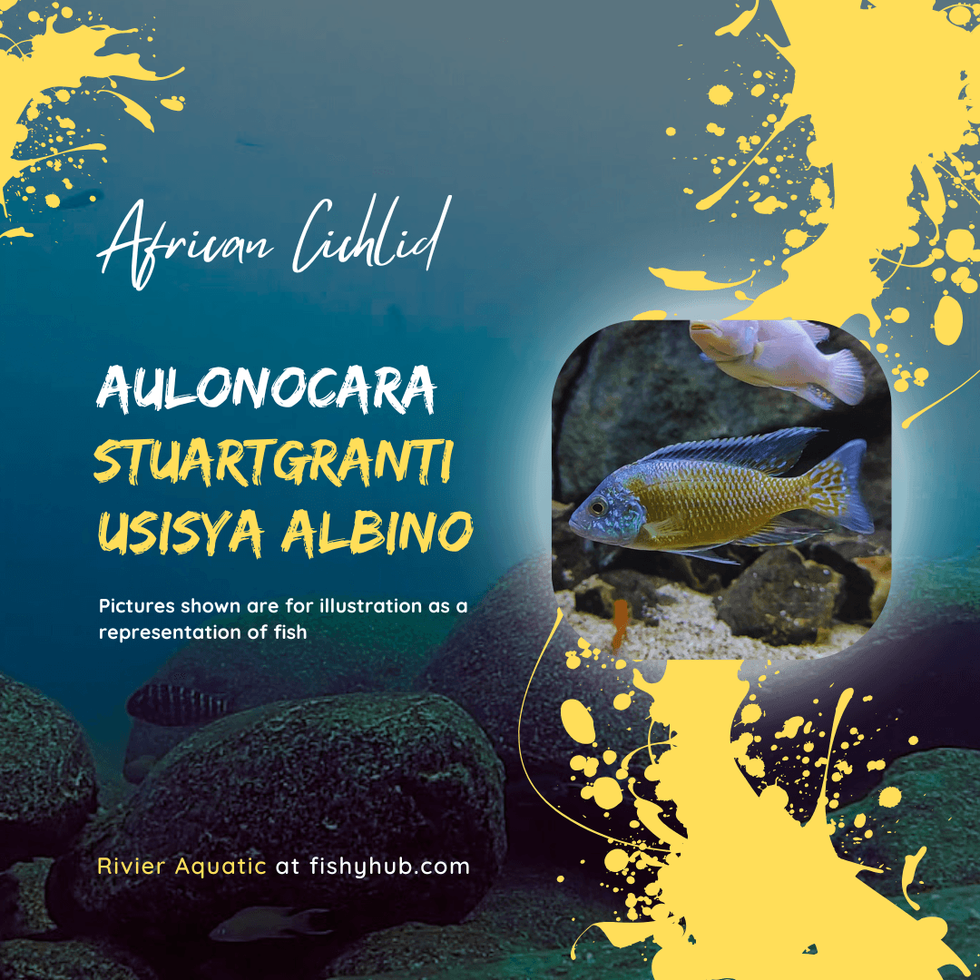 Flavescent Peacock Cichlid (Aulonocara Stuartgranti Usisya Albino)