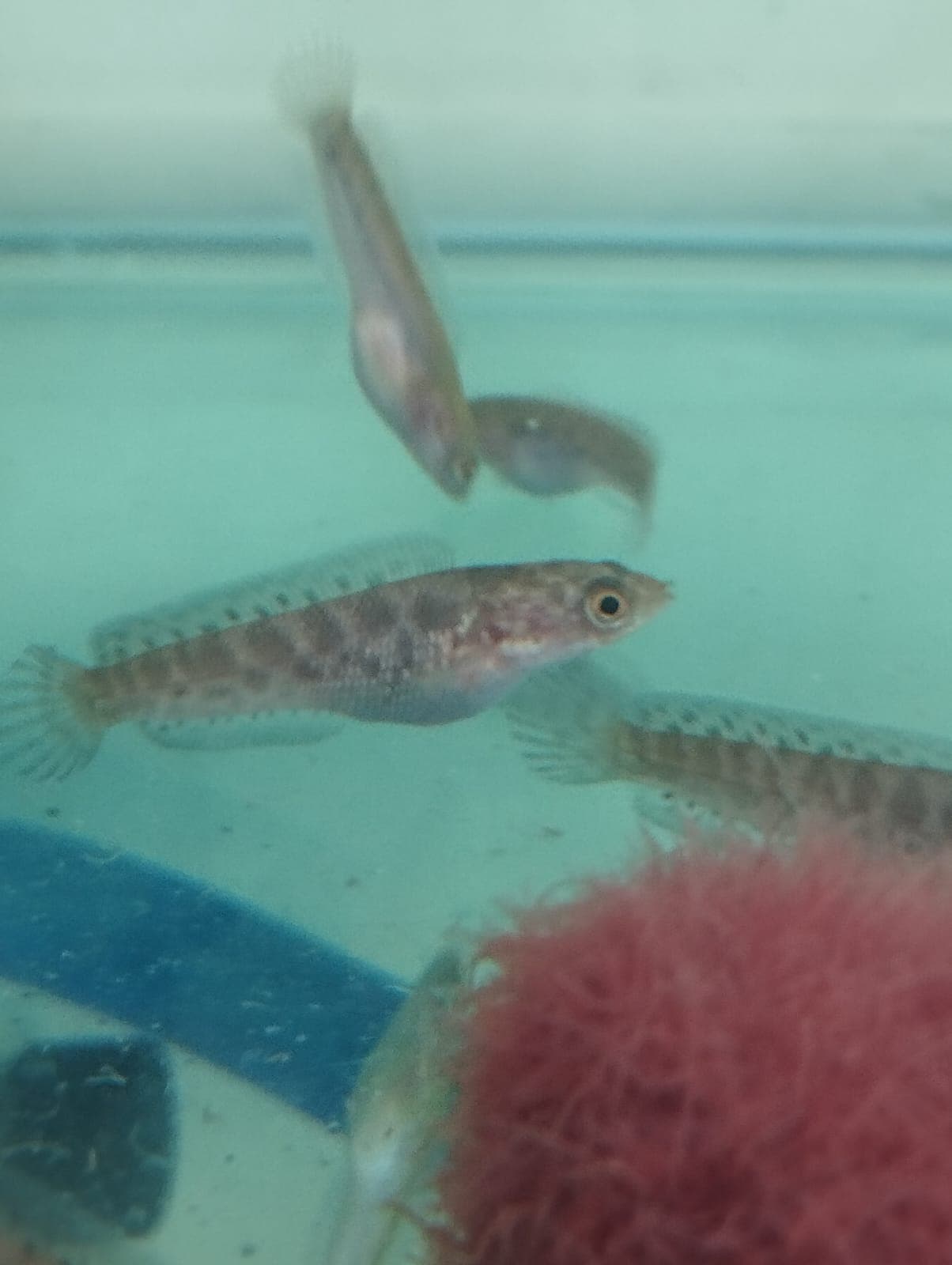 Auranti Golden Cobra