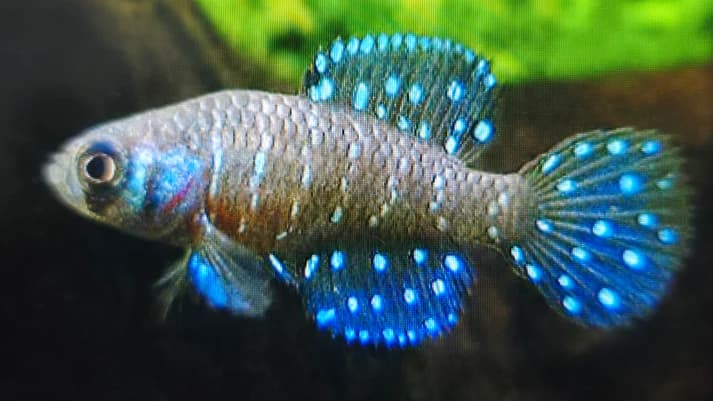 Austrolebias nigripinnis 3-4cm