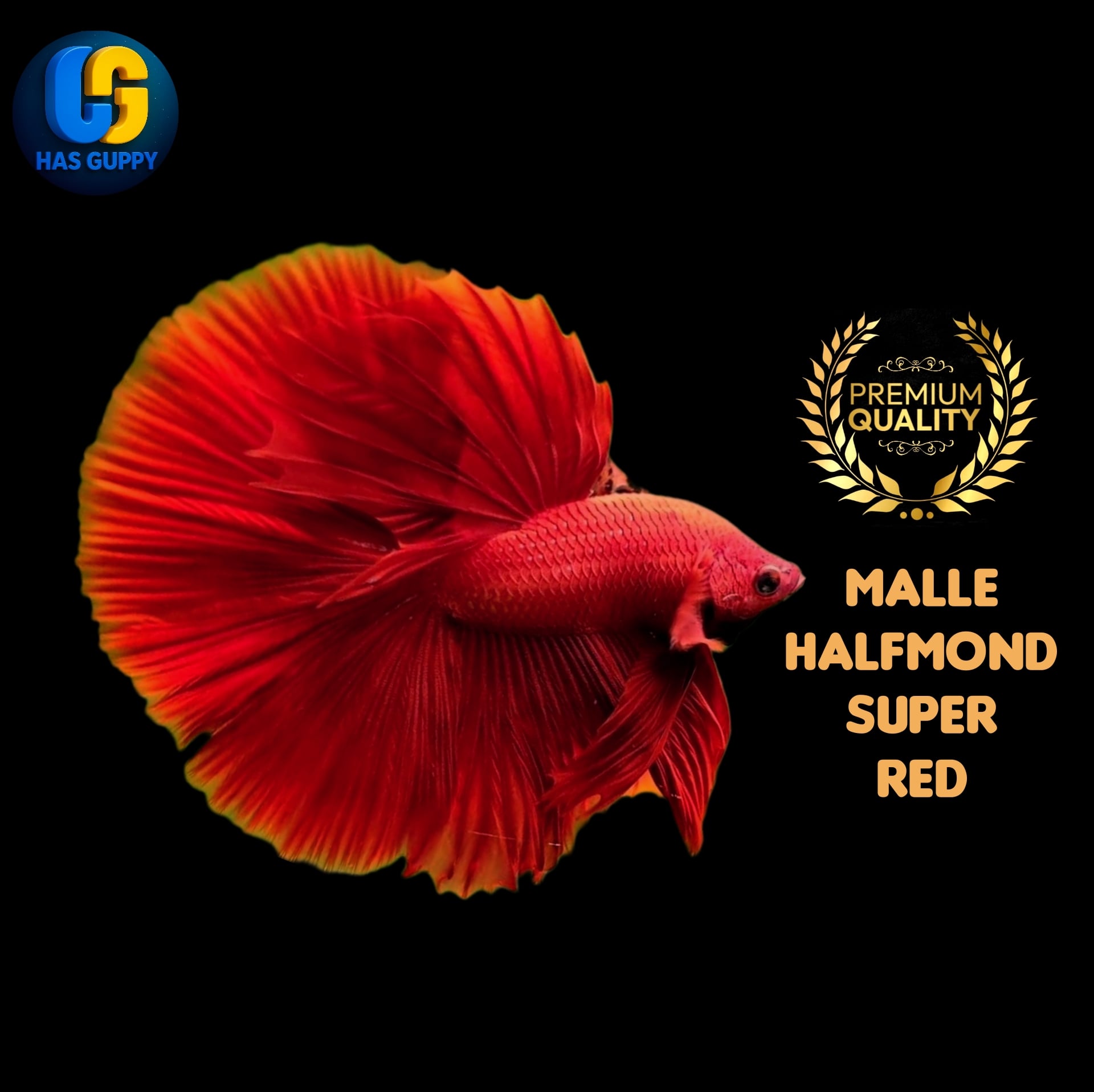 BETTA FISH HALFMOND SUPER RED