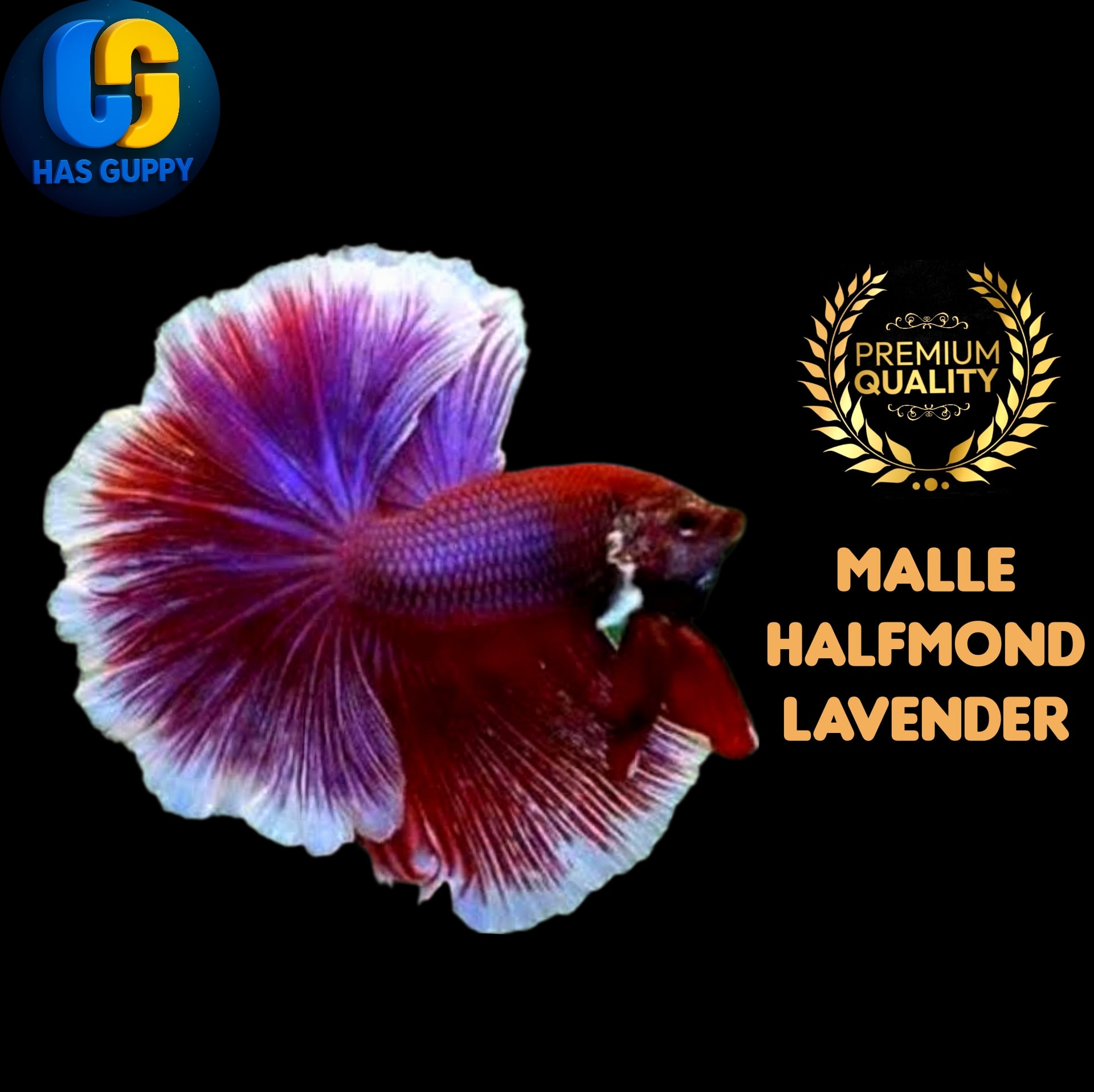 BETTA HALFMOND LAVENDER