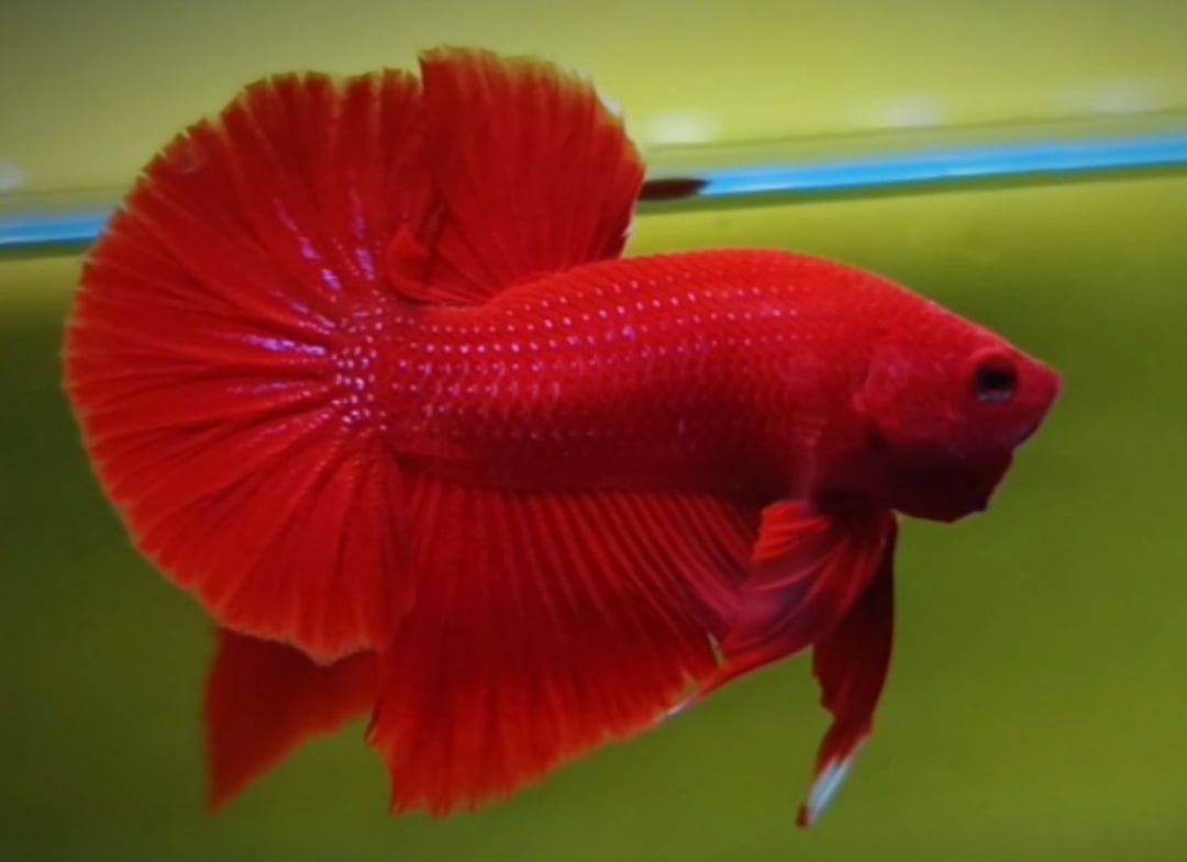 RED HMPK BETTA
