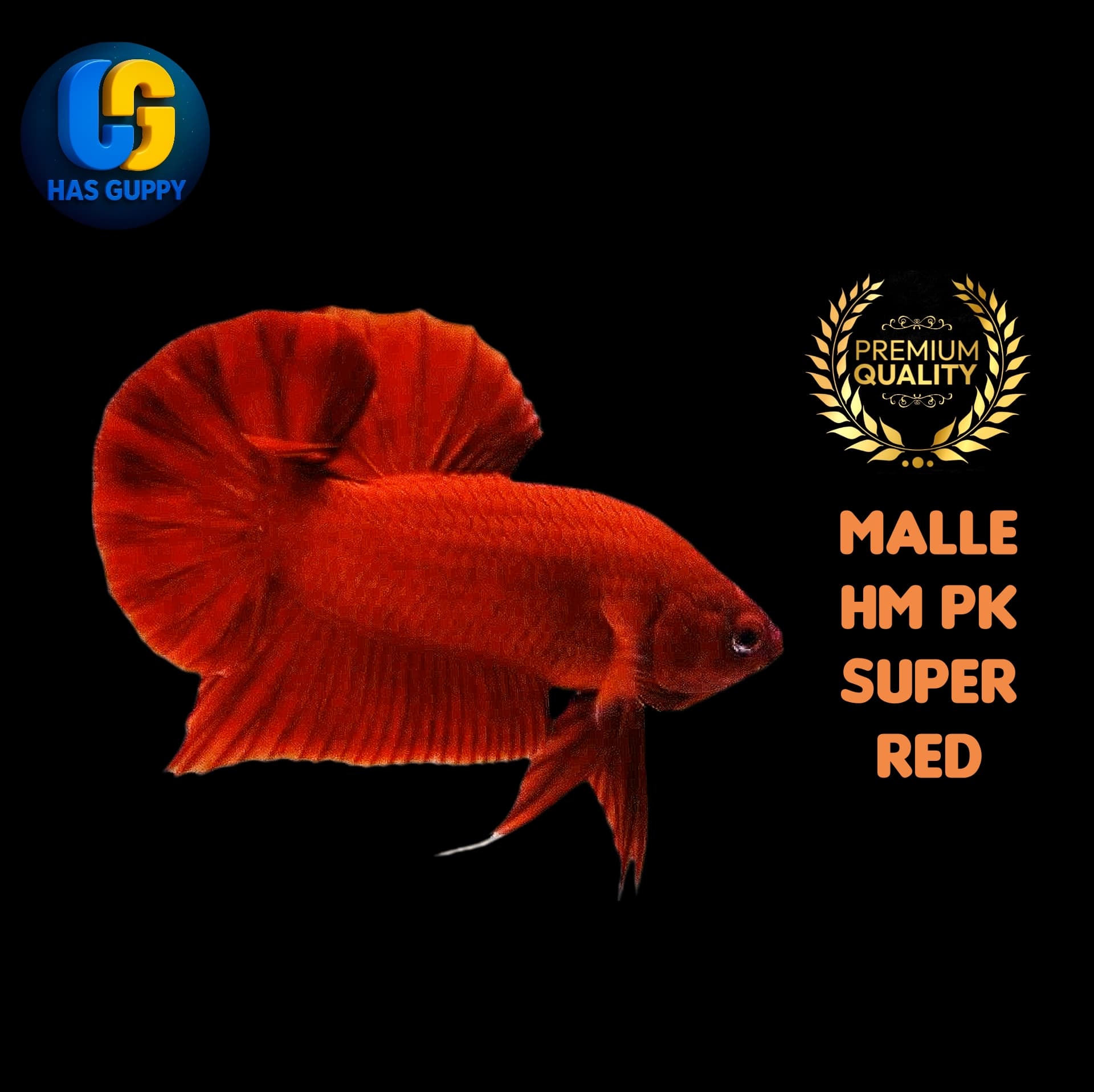 BETTA HM PK SUPER RED