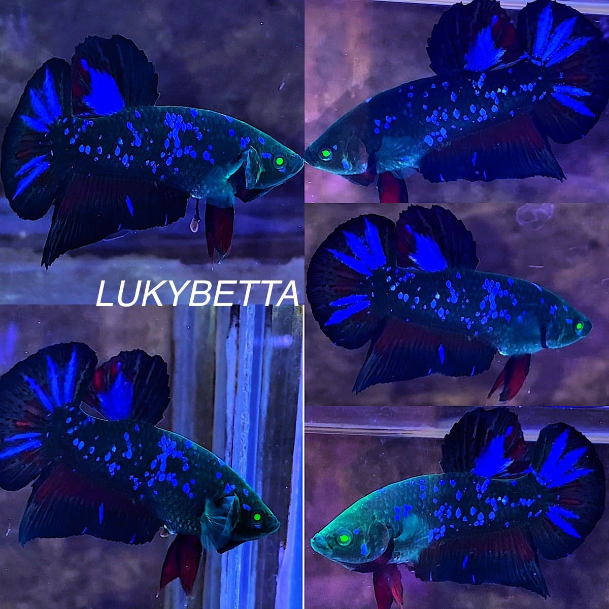 BLACK STAR GALAXY HULK