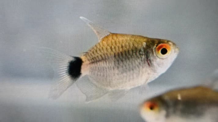 Balloon red eye tetra 2cm