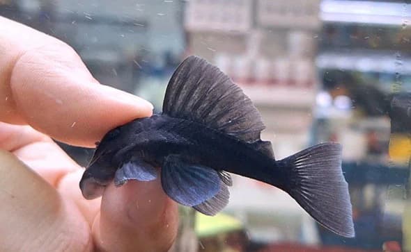 Baryancistrus Beggini L239