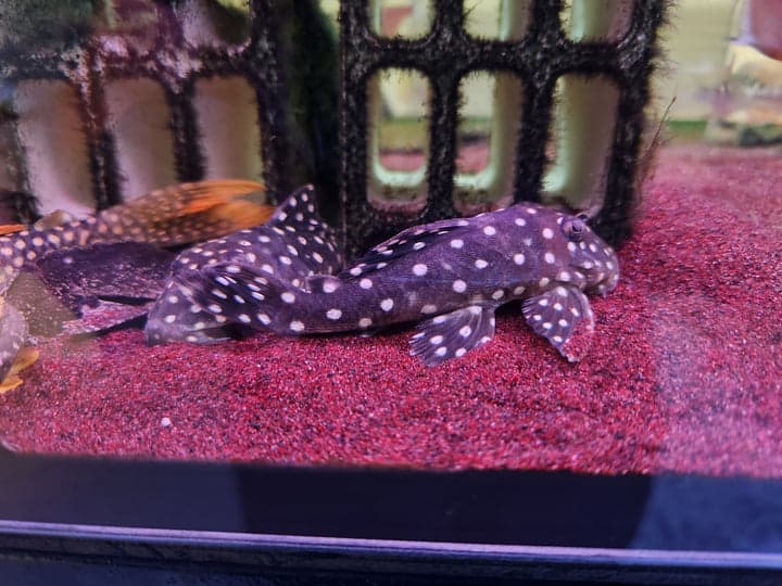 Baryancistrus sp. LDA33 L142