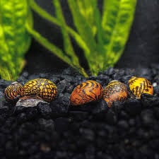 Batik Snail