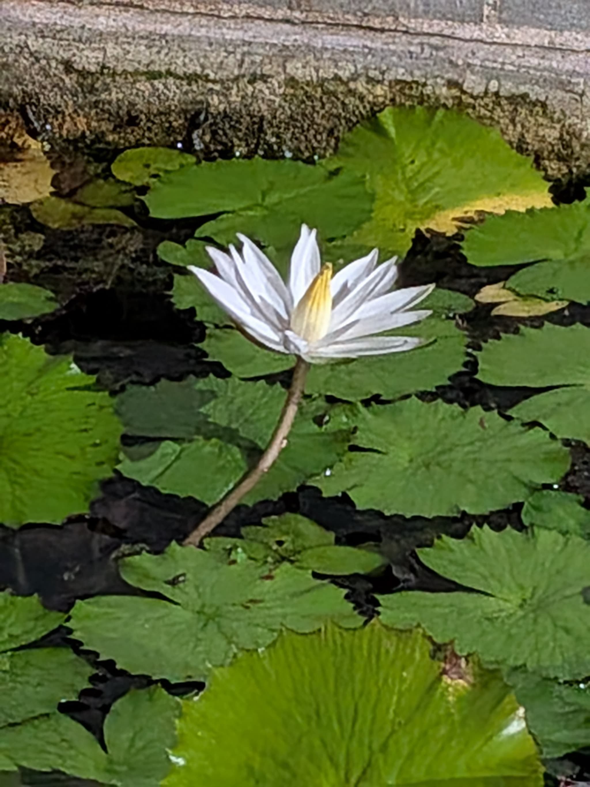 Beautiful white water lily