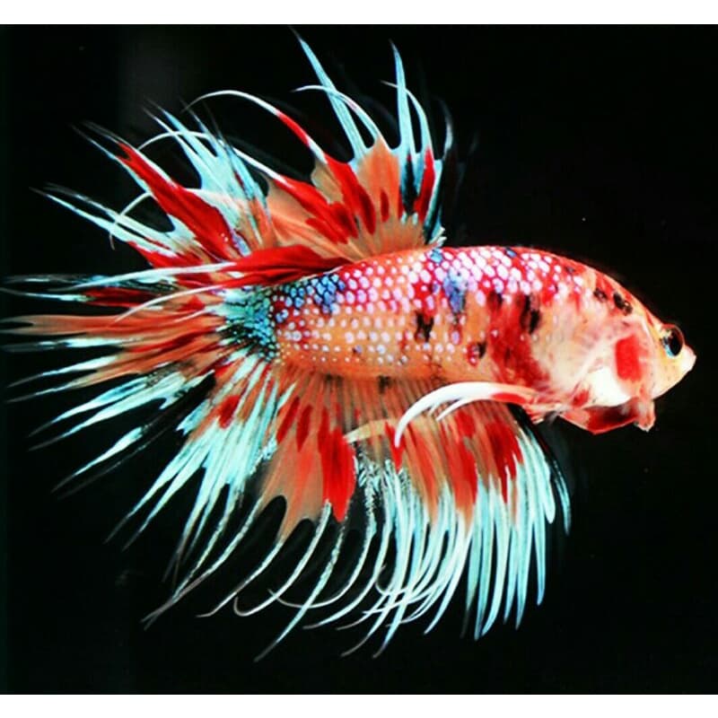 Betta Crowntail Multicolor