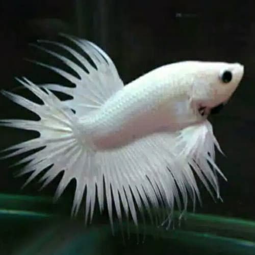 Betta Crowntail White Platinum