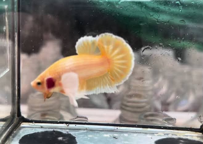 Betta Fish Gold Dumbo Aer
