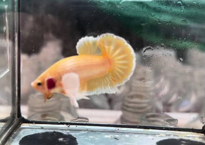 Betta Fish Gold Dumbo Aer
