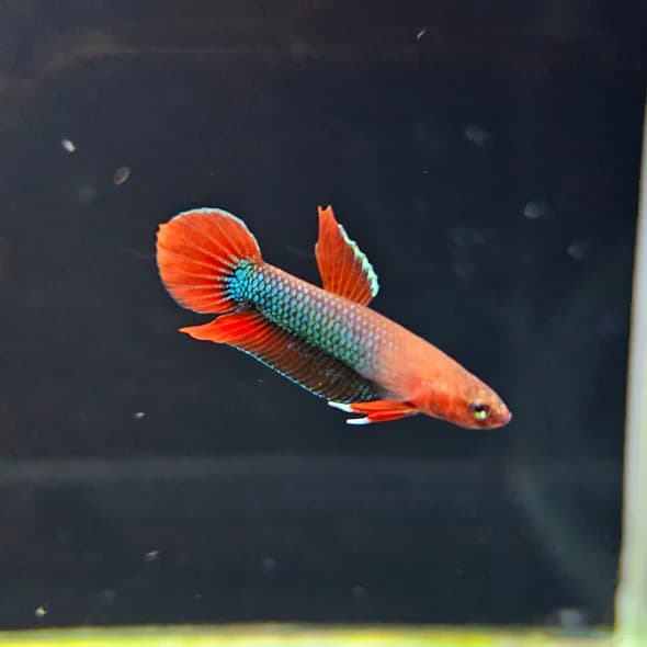 Betta Iaspis sp. Api Api "Jade"
