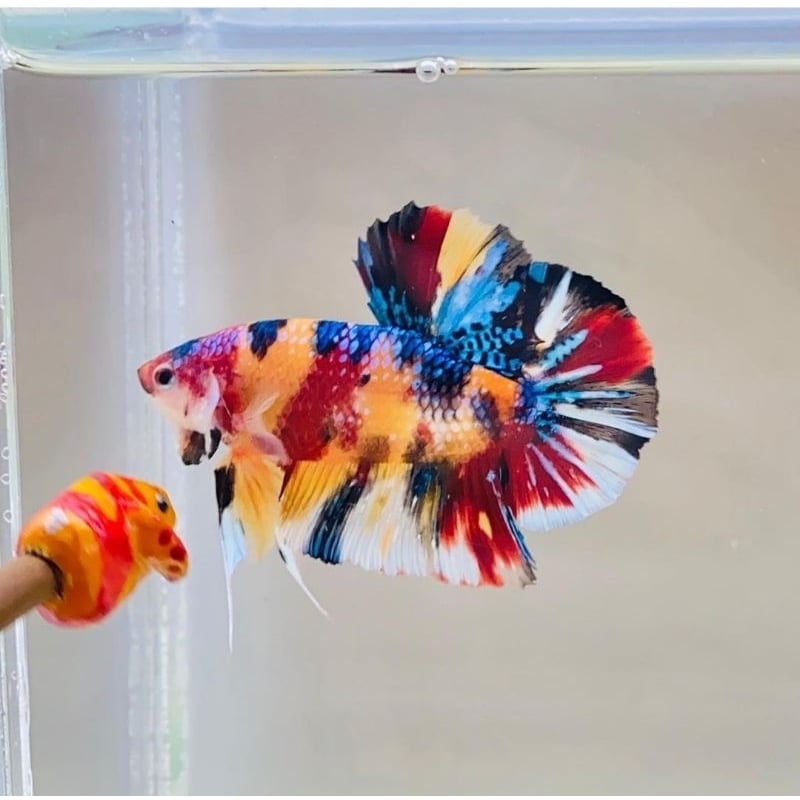 Betta Multi Metallic