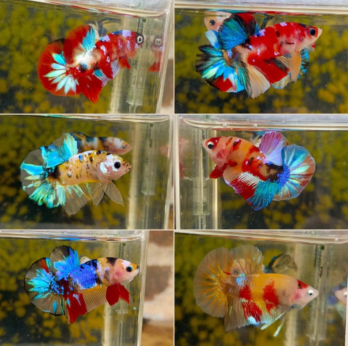 Betta Sweet Candy