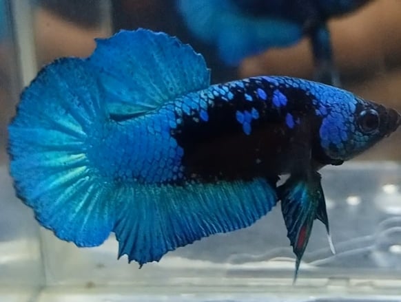 Blue-Black Betta