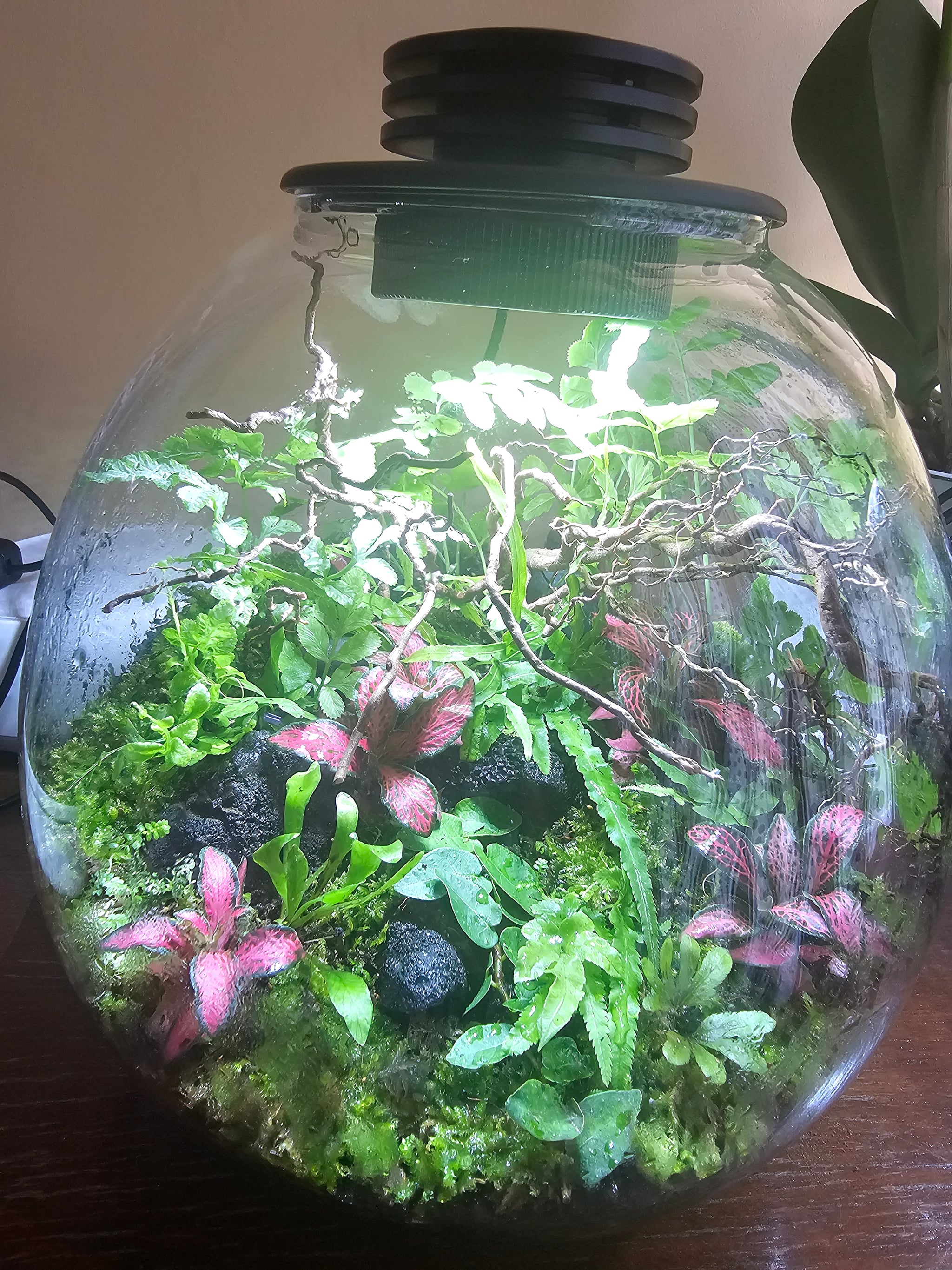 Bioloark Full Terrarium setup