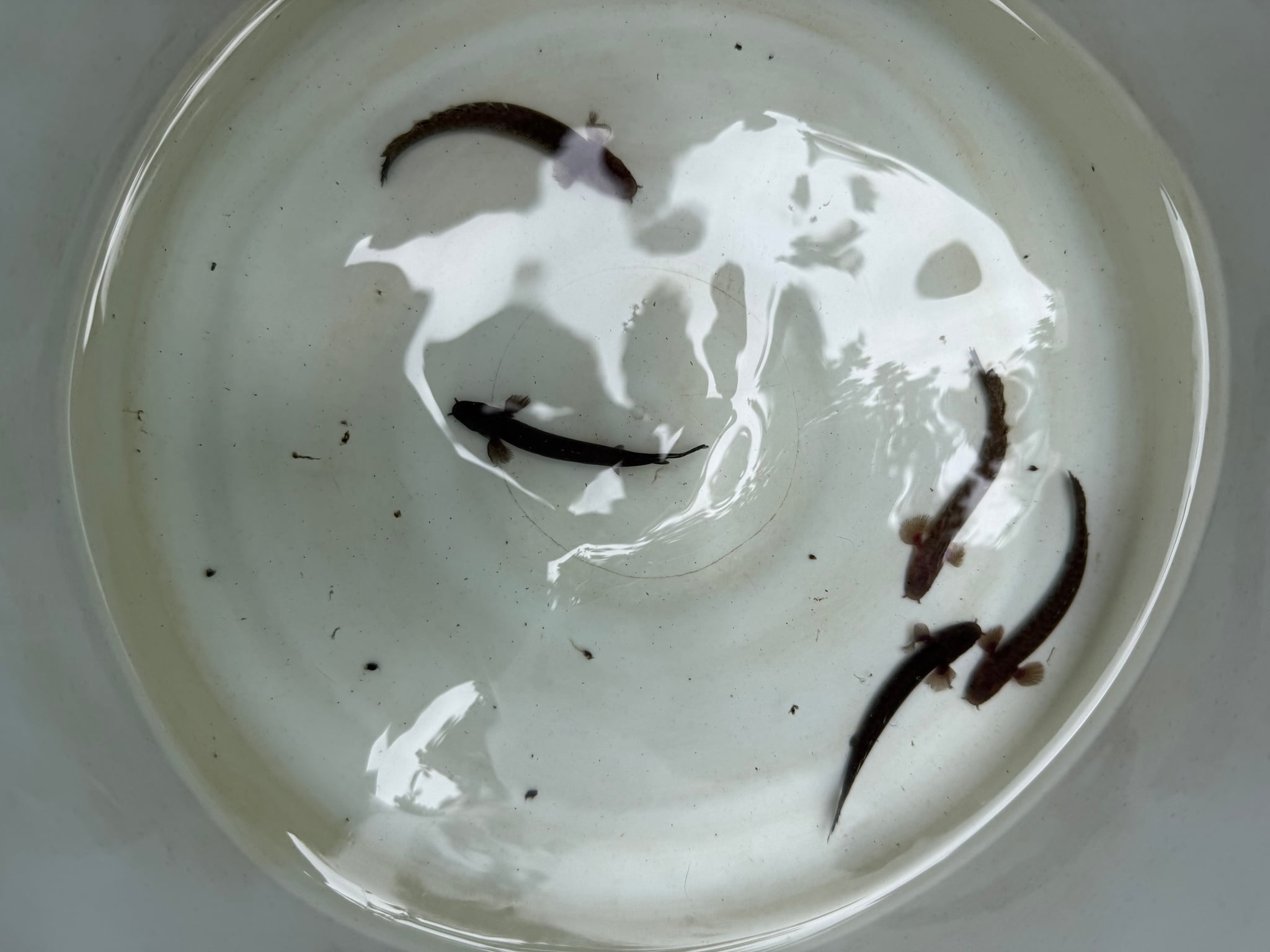 Birchir polypterus teugelsi