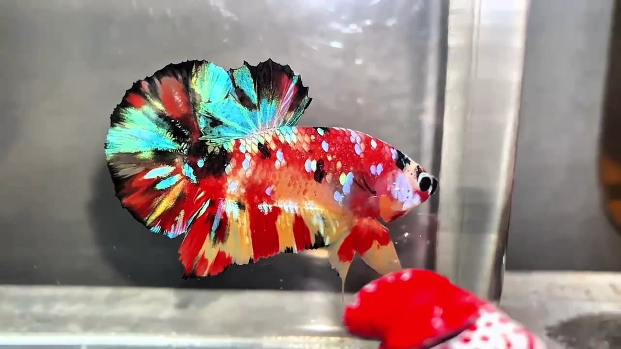 Black Galaxy Nemo Multicolour HMPK