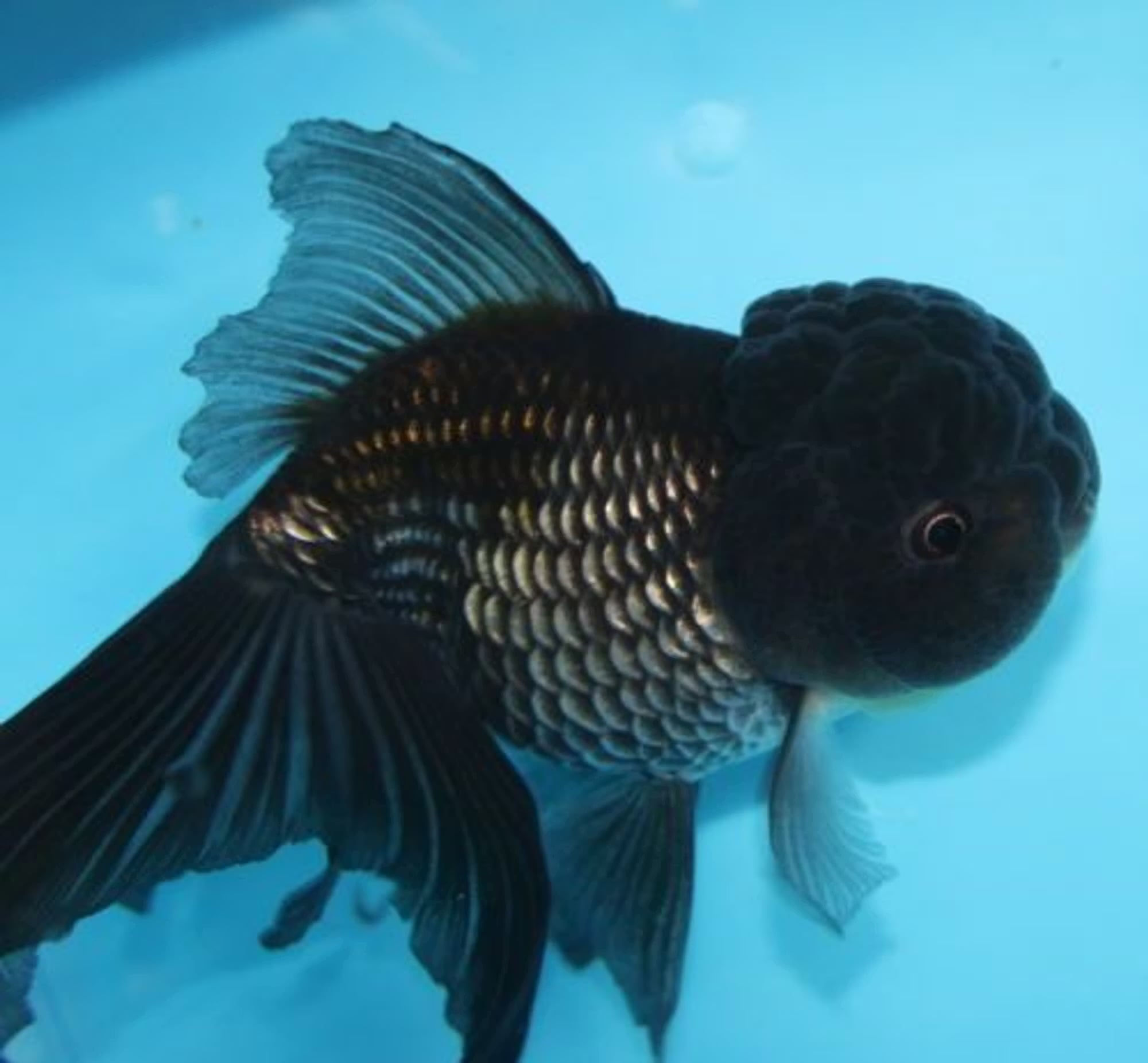Black Oranda Goldfish