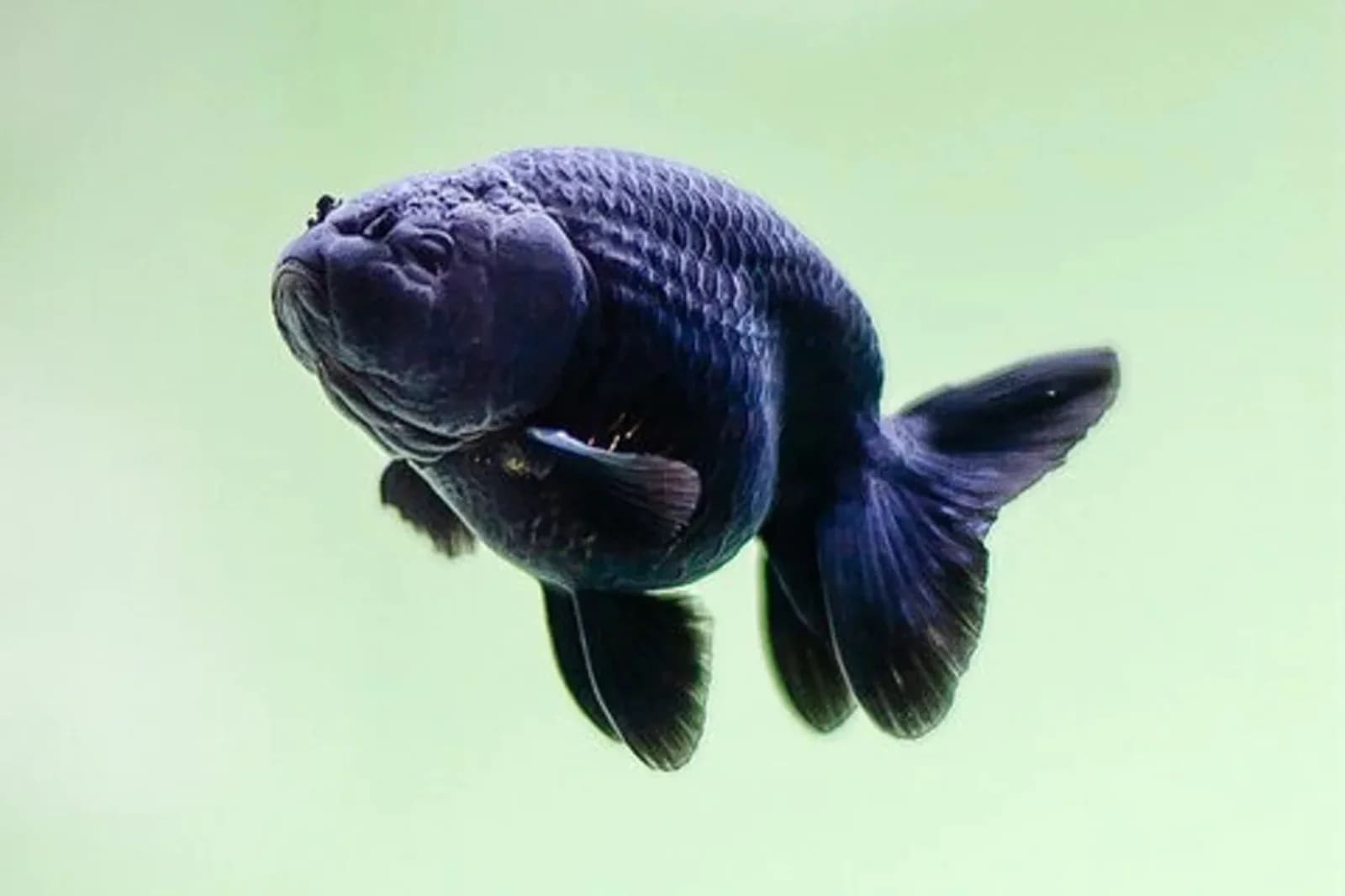 Black Ranchu Goldfish