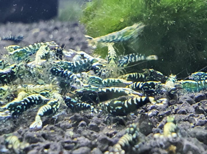 Black galaxy shrimp 1cm
