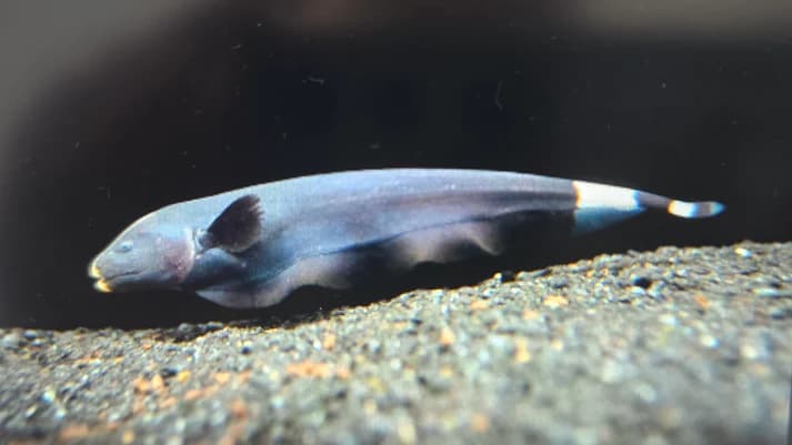 Black ghost knifefish 5-6cm