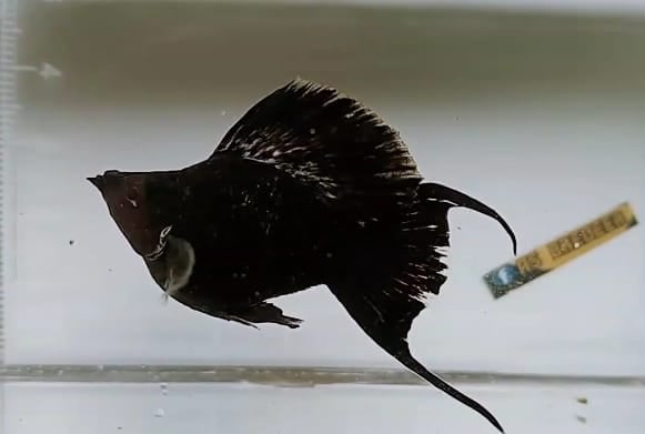 Black sailfin ballon molly