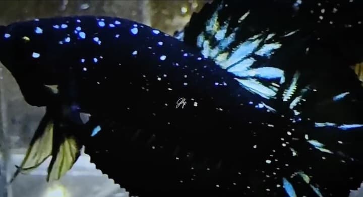 Black star galaxy nebula