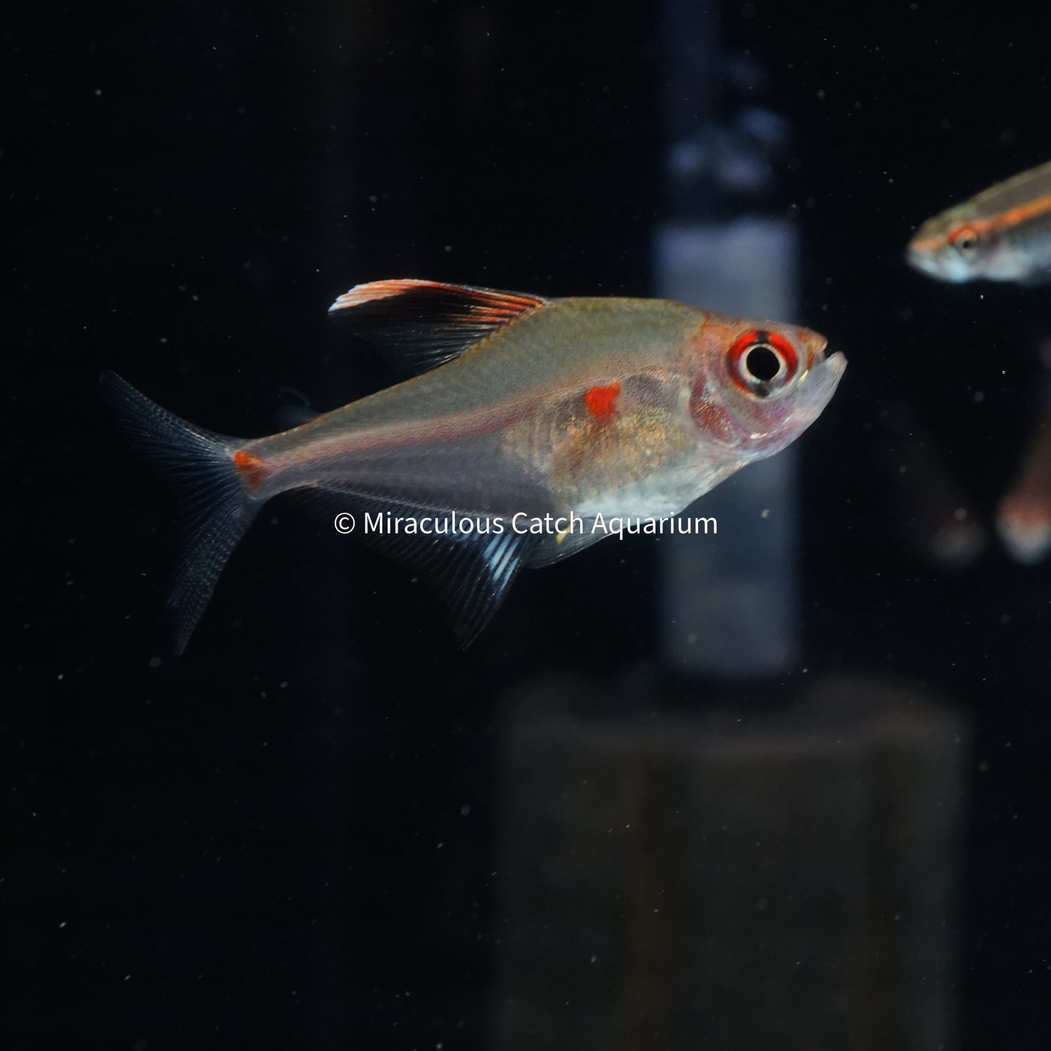 Bleeding Heart Tetra