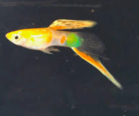 Blonde vienna bottom sword