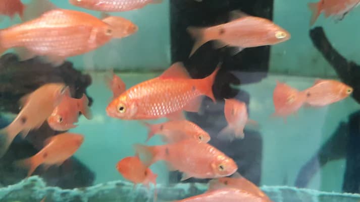 Bloody rosy barb 4cm