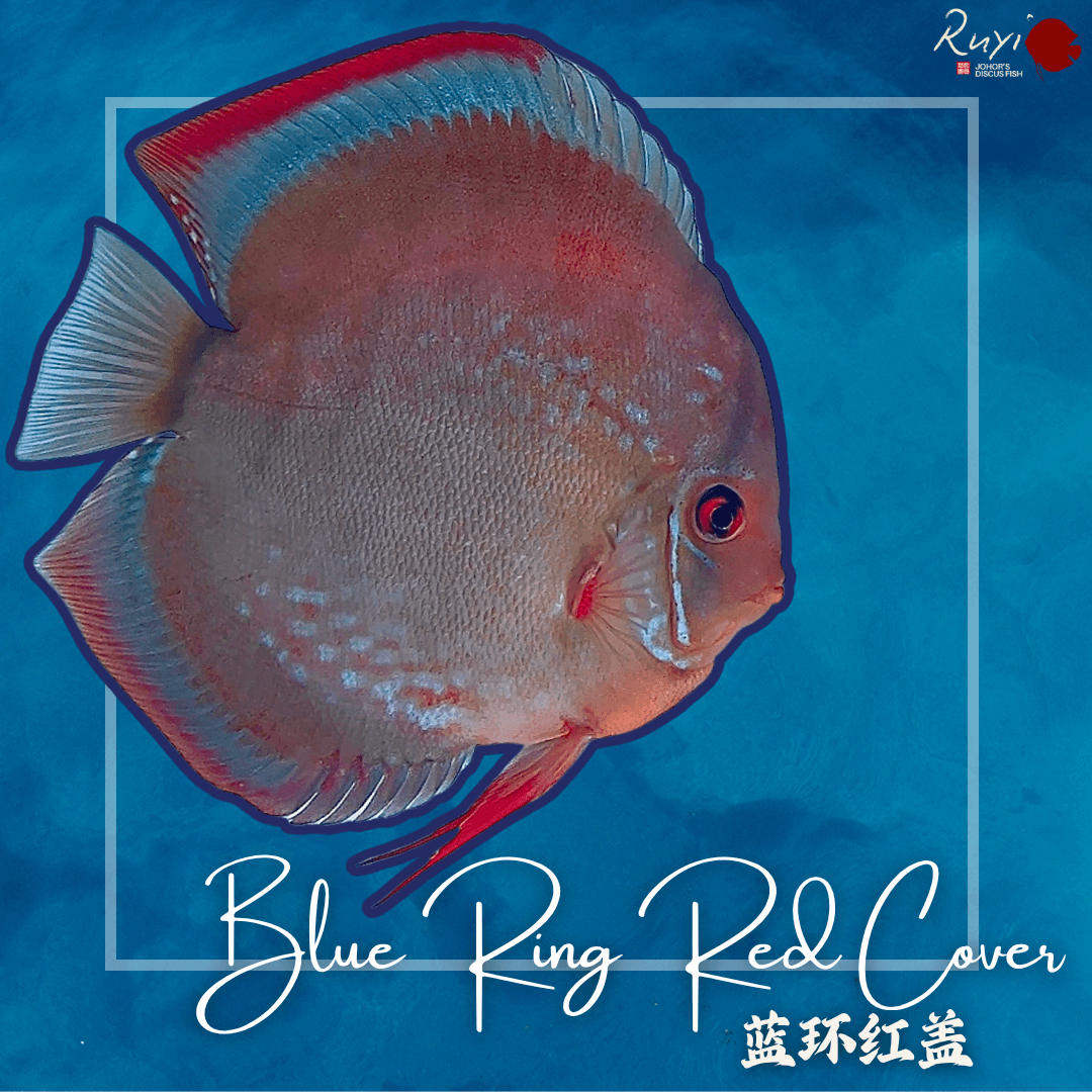 Blue Ring Red Cover 蓝环红盖4"
