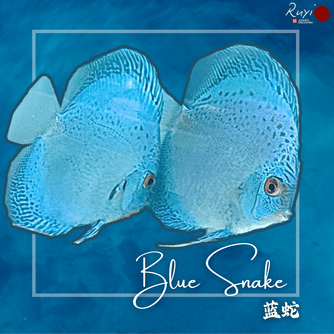 Blue Snake 蓝蛇 4"