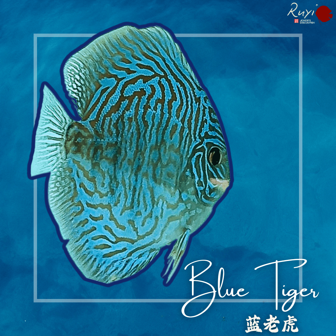 Blue Tiger 老虎