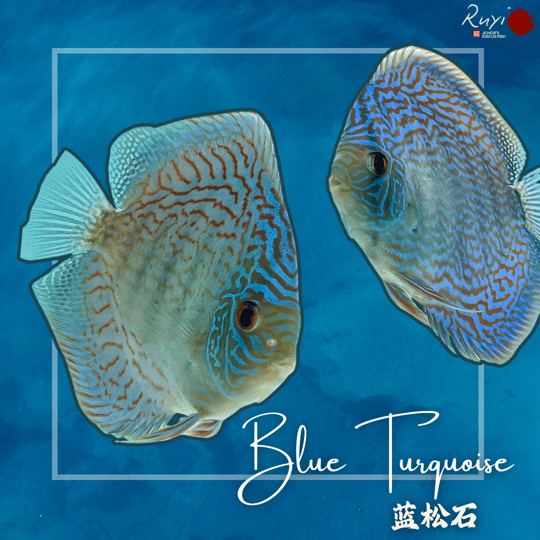 Blue Turquoise 蓝松石 2.5"