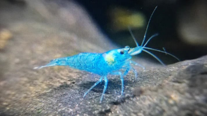 Blue jelly shrimp 1.5cm
