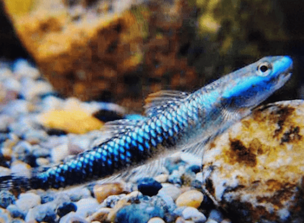 Blue neon goby 3cm