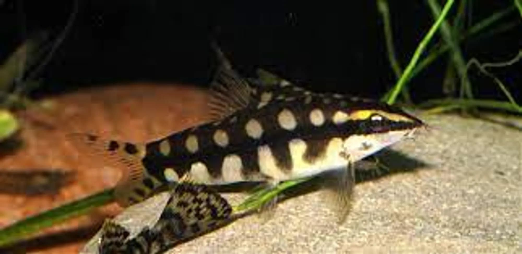 Botia Sidthumunki Chain Loach