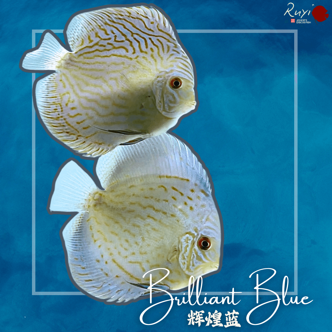Brilliant Blue 辉煌蓝 discus