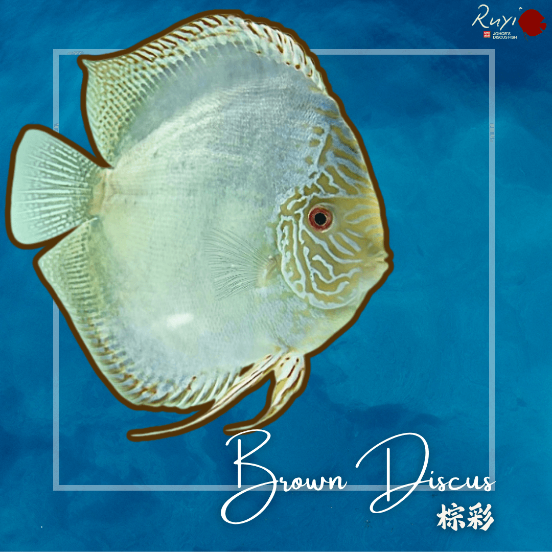 Brown Discus 棕彩 Discus