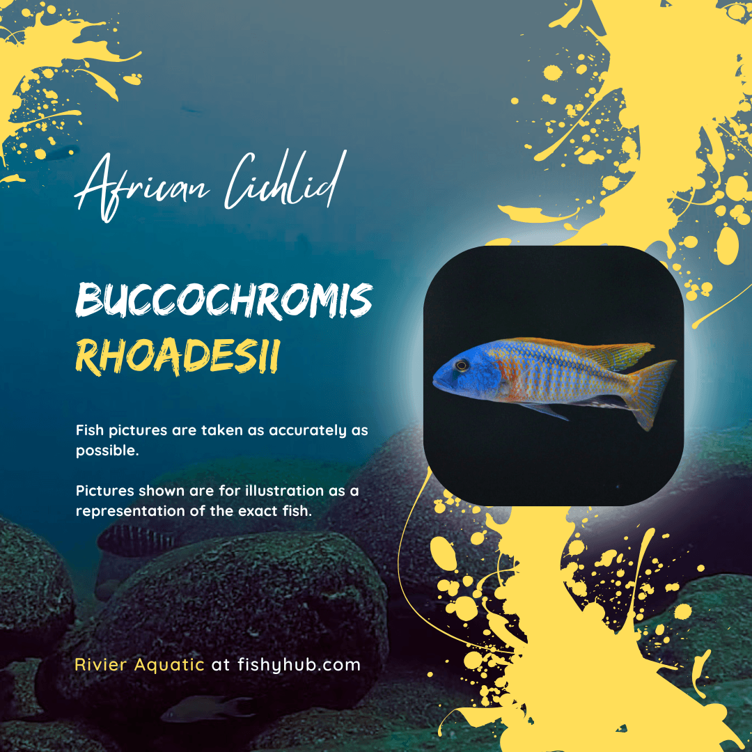 Yellow Lepturus Cichlid (Buccochromis Rhoadesii)