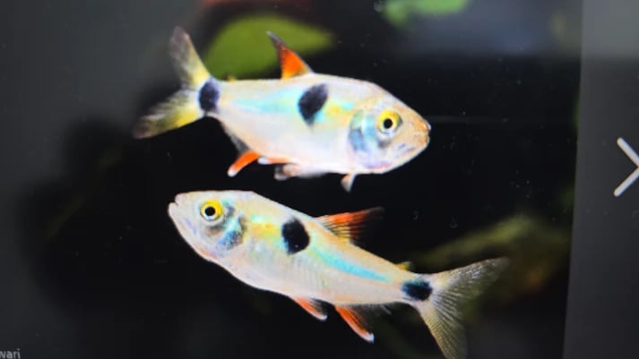 Bucktooth tetra 3cm