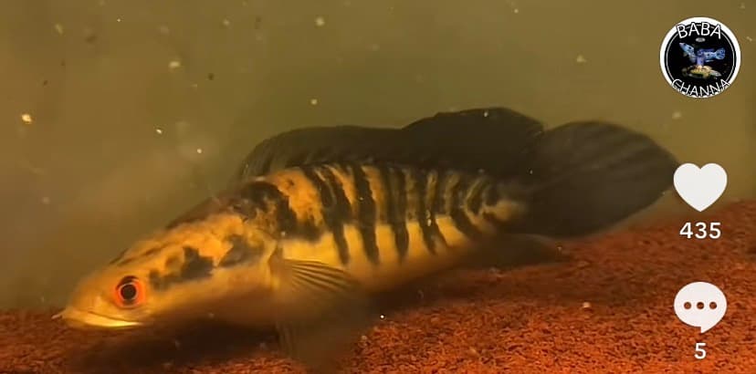 CHANNA YELLOW MARU SHORT BODY