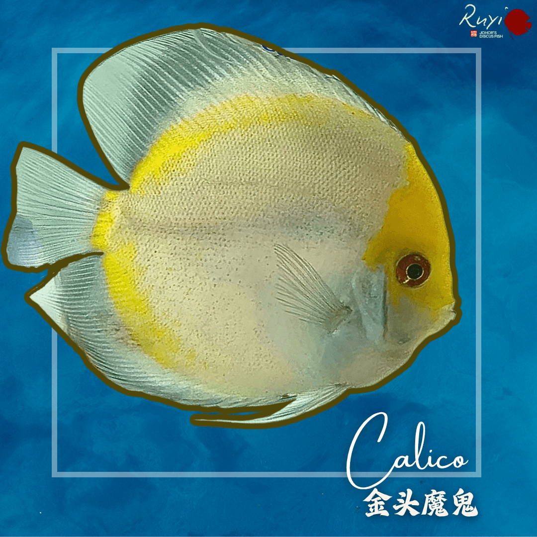 Calico 金头魔鬼 4"