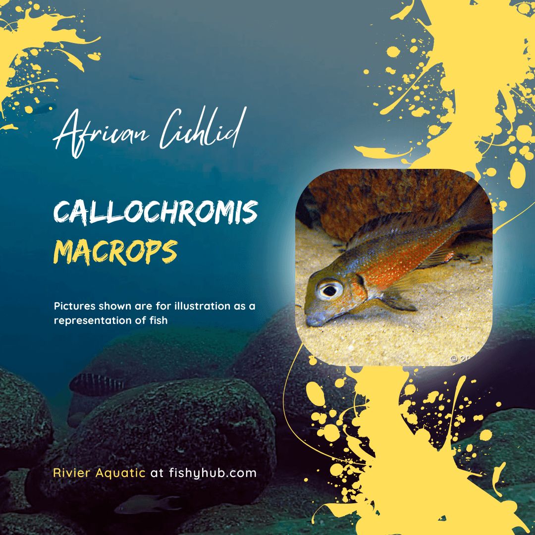 Big-eyed Mouthbrooder Cichlid (Callochromis Macrops)