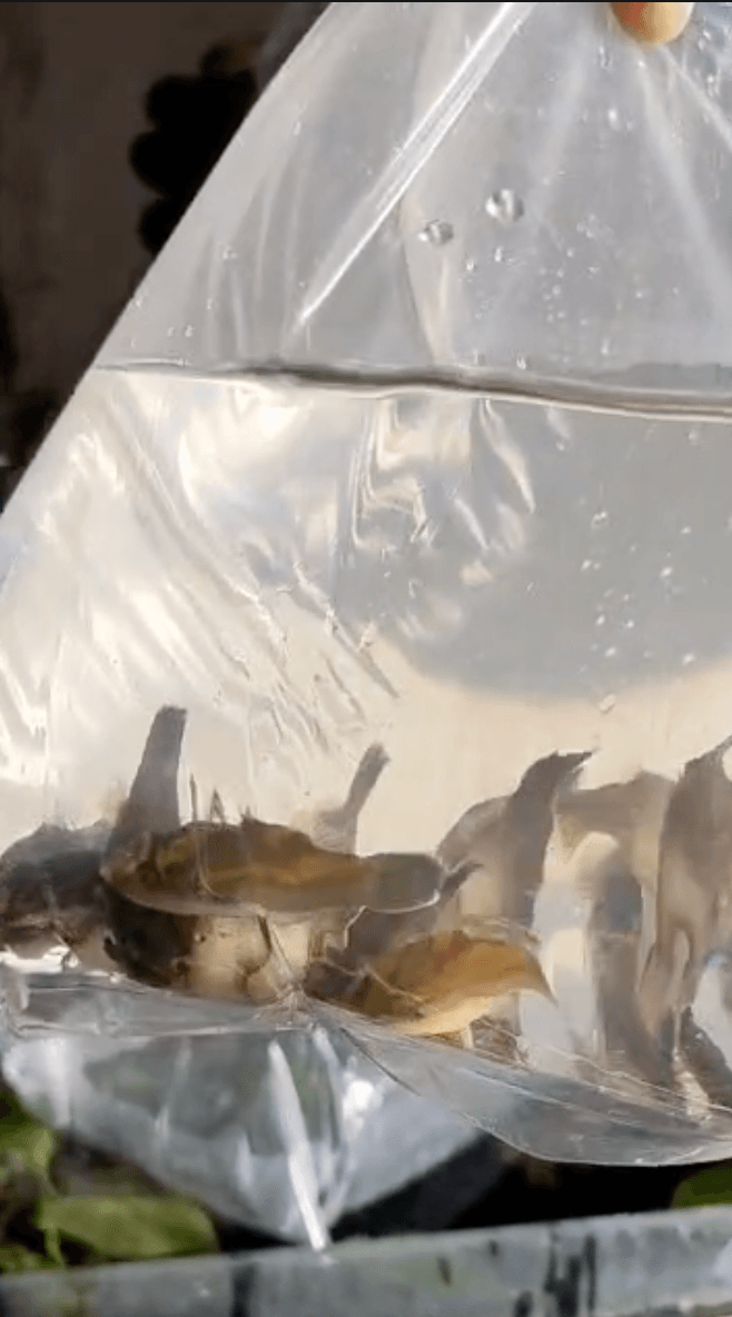 Carinotetraodon salivator